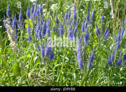 Groupe de Salvia pourpre dans le parc Banque D'Images