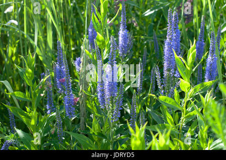 Groupe de Salvia pourpre dans le jardin. L'heure d'été. Fleurs d'été Banque D'Images