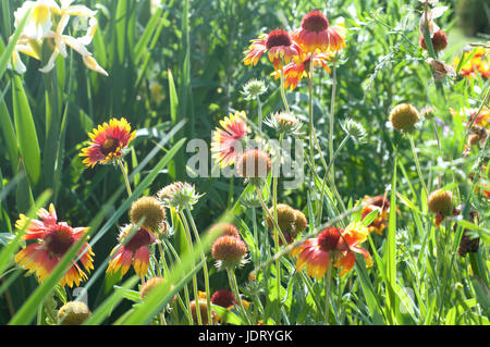 'Jaune' Coréopsis à feuilles lancéolées fleurs dans le parc. L'été. Fleurs d'été Banque D'Images