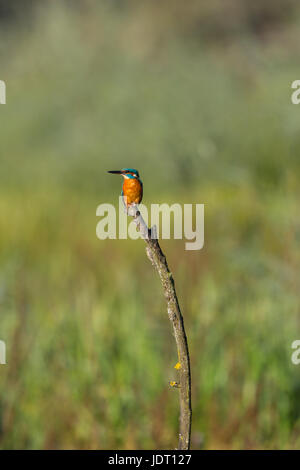 Kingfisher (Alcedo commun naturel atthis) assis sur les herbages de la direction générale avec en arrière-plan Banque D'Images