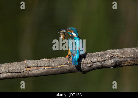 Homme naturel kingfisher (Alcedo atthis commun) sur une branche avec de gros poissons en bec Banque D'Images