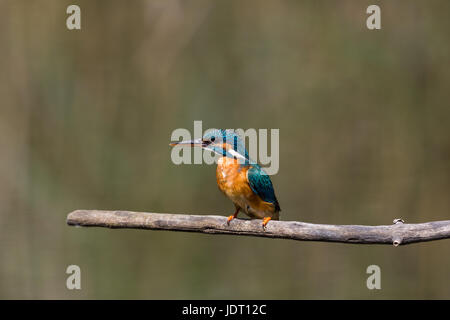 Les femelles de la naturelle (Kingfisher Alcedo atthis) sitting on branche dans la lumière du soleil Banque D'Images