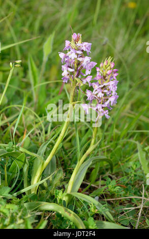 Orchidées parfumées commun - Gymnadenia conopsea deux fleurs Banque D'Images