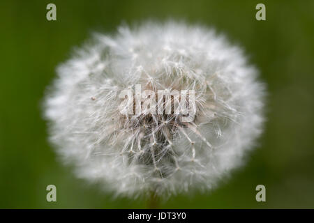Fleur naturelle a disparu à la tête de fleur de pissenlit (Taraxacum officinale) Banque D'Images