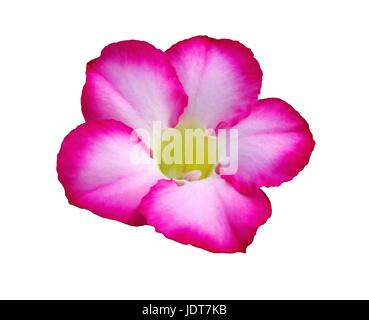 Desert Rose rose, ou la maquette du Toitskloof Azalea isolé sur fond blanc Banque D'Images