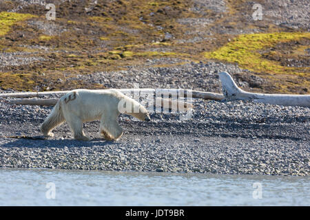 Un ours polaire adultes promenades le long de la plage de galets dans un Mushamna, Spitzberg Banque D'Images