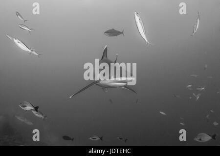 Requin (Carcharhinus albimarginatus Silvertip) dans le lagon de Beqa à Fidji Banque D'Images