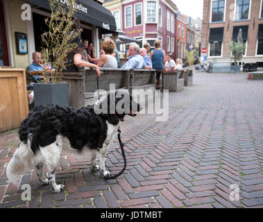 Leeuwarden, Pays-Bas, 11 juin 2017 : les gens prendre un verre au café en plein air dans le centre de la vieille ville de Leeuwarden frise avec chien en attente sur un lea Banque D'Images