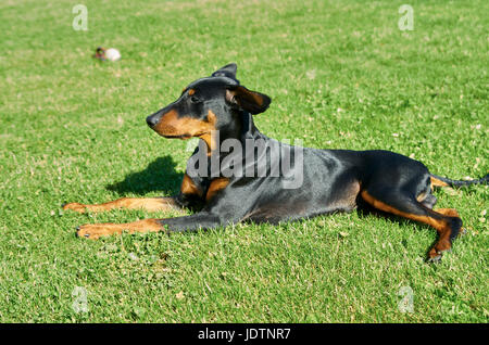 Pinscher allemand marche sur la pelouse Banque D'Images