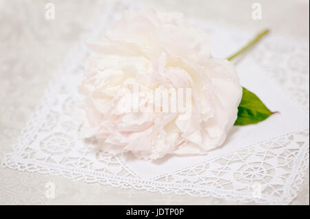 Parfums de l'été - Un créatif, artistique close up d'une pivoine sur la dentelle avec un sentiment vintage. Banque D'Images