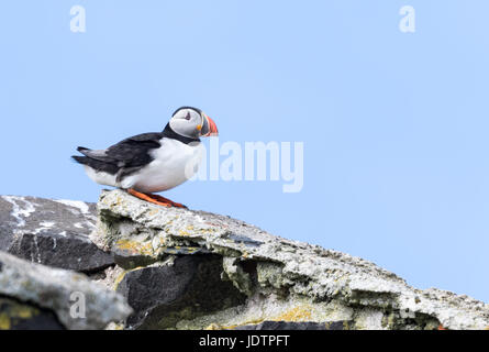 Sur le bord de la falaise, le macareux moine assis sur la falaise en attente de décoller Banque D'Images