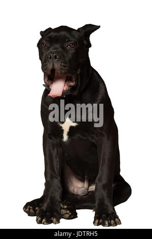 L'âge de 3 mois chiot Cane Corso race de couleur noire, isolated on white Banque D'Images