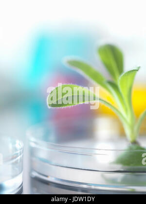 Plante poussant dans la boîte de pétri Banque D'Images
