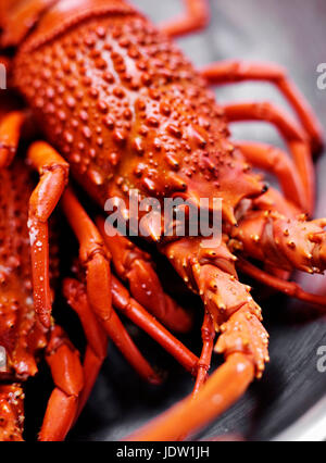 Close up of lobster Banque D'Images