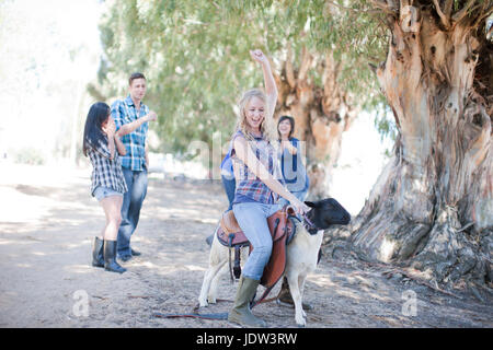 Quatre jeunes amis messing, woman riding moutons Banque D'Images