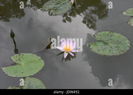 Une fleur de lotus sur un lac avec quelques feuilles autour de Banque D'Images