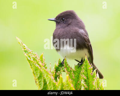 Phoebe Sayornis nigricans, noir Banque D'Images