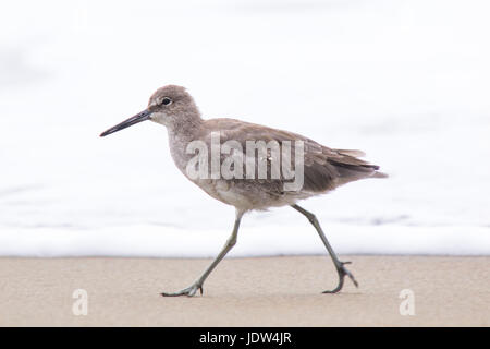 Willet, Tringa semipalmata, Catoptrophorus semipalmatus Banque D'Images