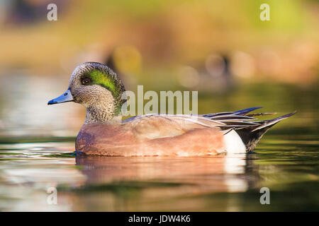 Le Canard d'Amérique, Anas americana, homme, Drake Banque D'Images