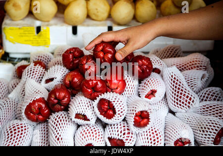 (Syzygium samarangense Apple Java) étant sélectionné à une échoppe de marché en Malaisie Banque D'Images