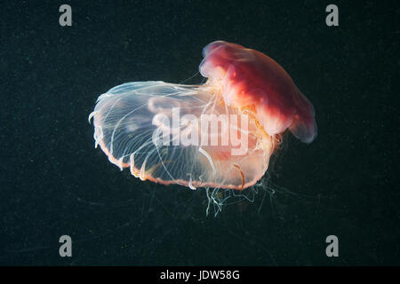 Méduse à crinière de lion (Cyanea capillata) et la Lune (méduses Aurelia aurita) Banque D'Images