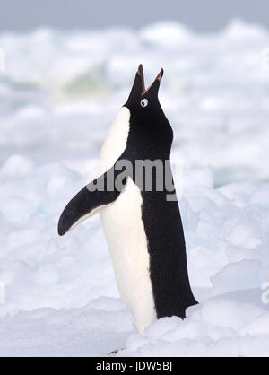 Adelie Penguin sur iceberg, banquise dans l'océan du sud, 180 miles au nord de l'Antarctique, l'Antarctique Banque D'Images