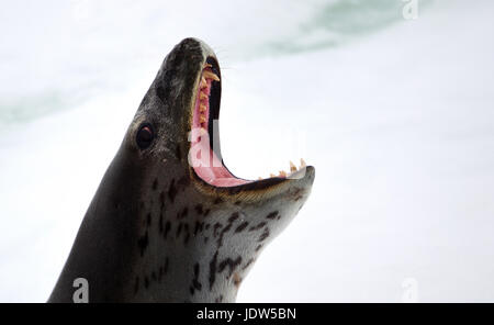 Leopard Seal sur iceberg, banquise dans l'océan du sud, 180 miles au nord de l'Antarctique, l'Antarctique Banque D'Images