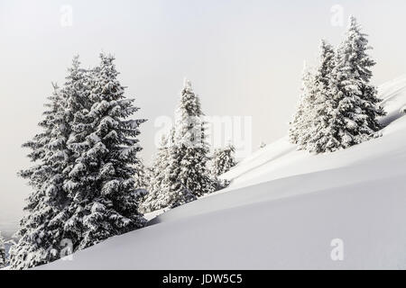 Sapins en hiver Reutte, Tyrol, Autriche Banque D'Images