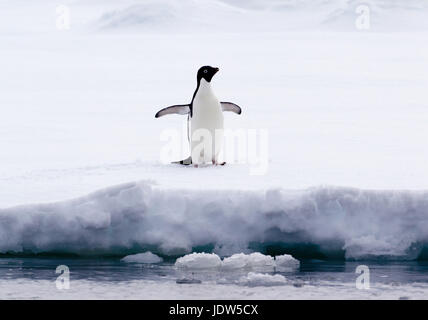 Adelie Penguin sur la banquise dans l'océan du sud, 180 miles au nord de l'Antarctique, l'Antarctique Banque D'Images