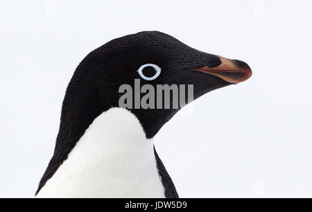 Adelie Penguin, Antarctique, océan du Sud Banque D'Images