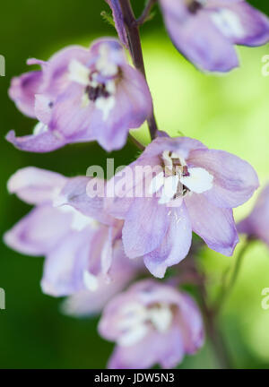 Delphinium close up Banque D'Images