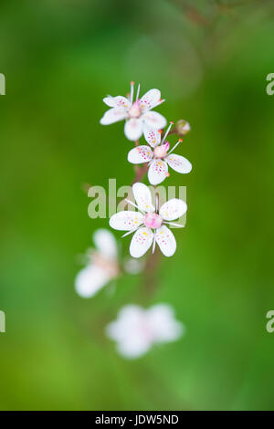 De minuscules fleurs exotiques de London Pride Banque D'Images