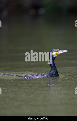 Cormoran (Phalacrocorax carbo) Banque D'Images