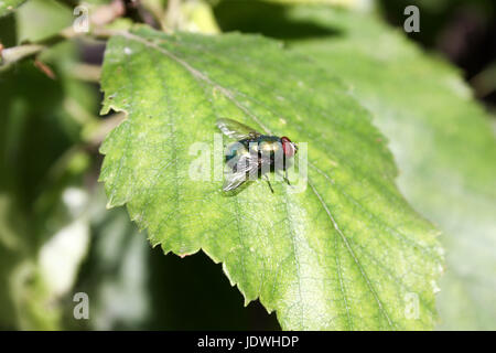 La mouche est vert clair sur la feuille de bouleau avec de grands yeux. La photo pour votre conception. Banque D'Images