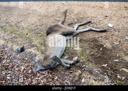 Road Kill, un kangourou mort frappé par un véhicule à moteur sur le côté d'une route de campagne. Banque D'Images