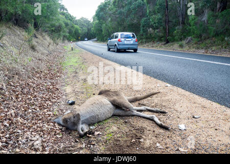 Road Kill, un véhicule passé un kangourou mort sur le côté de la route d'un pays. Banque D'Images