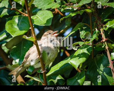 Solitary House Sparrow, Passer domesticus, perché dans une haie chantant au soleil d'été. Banque D'Images