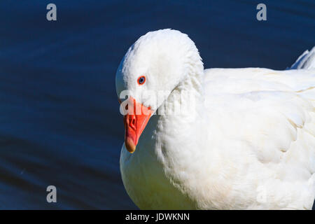 Races d'oie lehart danois se trouve sur le lac, foie gras et foie d'oie, contes des frères Grimm Banque D'Images