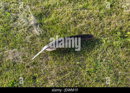Big Black Feather aile perdus par la cigogne blanche sur la pelouse coupée Banque D'Images