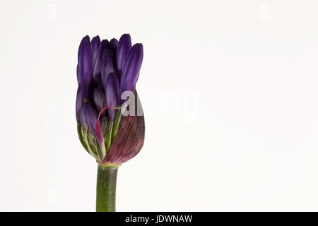 Étude de l'agapanthus. Banque D'Images