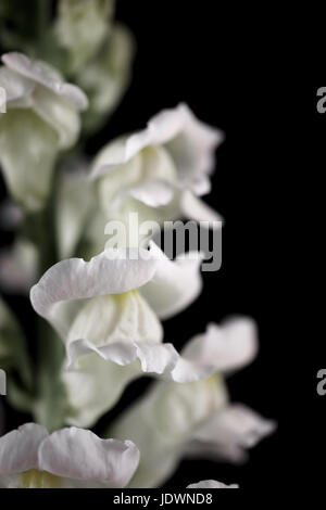 Étude de l'Antirrhinum blanc. Banque D'Images