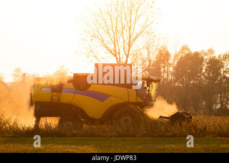 Harvester in backlight entouré par la poussière travaille dans un domaine au coucher du soleil Banque D'Images
