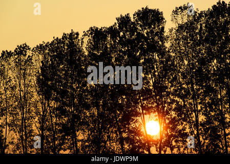 Arbres silhouette devant le soleil au coucher du soleil très bas dans une lumière jaune et orange, l'heure d'or Banque D'Images