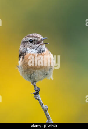 (Saxicola torquata stonechat femelle), bouche ouverte, appelant au partenaire. Pembrokeshire, Pays de Galles, mai. Banque D'Images