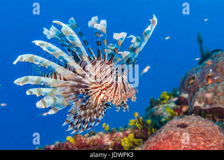 Poisson-papillon commun Pterois volitans {} est une espèce envahissante dans les Caraïbes. Bahamas, décembre Banque D'Images