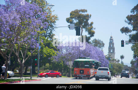 Fleurs pourpres de jacarandas apportent couleur à plusieurs rues de San Diego, Californie Banque D'Images