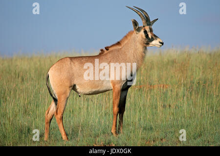 Un rare antilope rouanne (Hippotragus equinus) Comité permanent dans les prairies, Afrique du Sud Banque D'Images