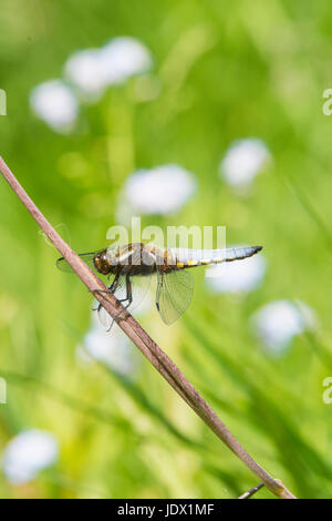 Libellule mâle, corps large chaser, Libellula depressa, perché sur la tige à côté étang dans le jardin. Sussex, UK. Juin Banque D'Images