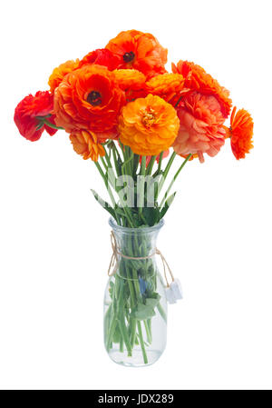 Bouquet de renoncules Orange en vase isolé sur fond blanc Banque D'Images
