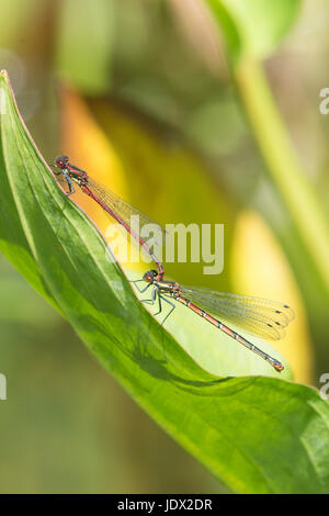 Paire d'accouplement de grandes demoiselles, Pyrrhosoma nymphula rouge, Banque D'Images